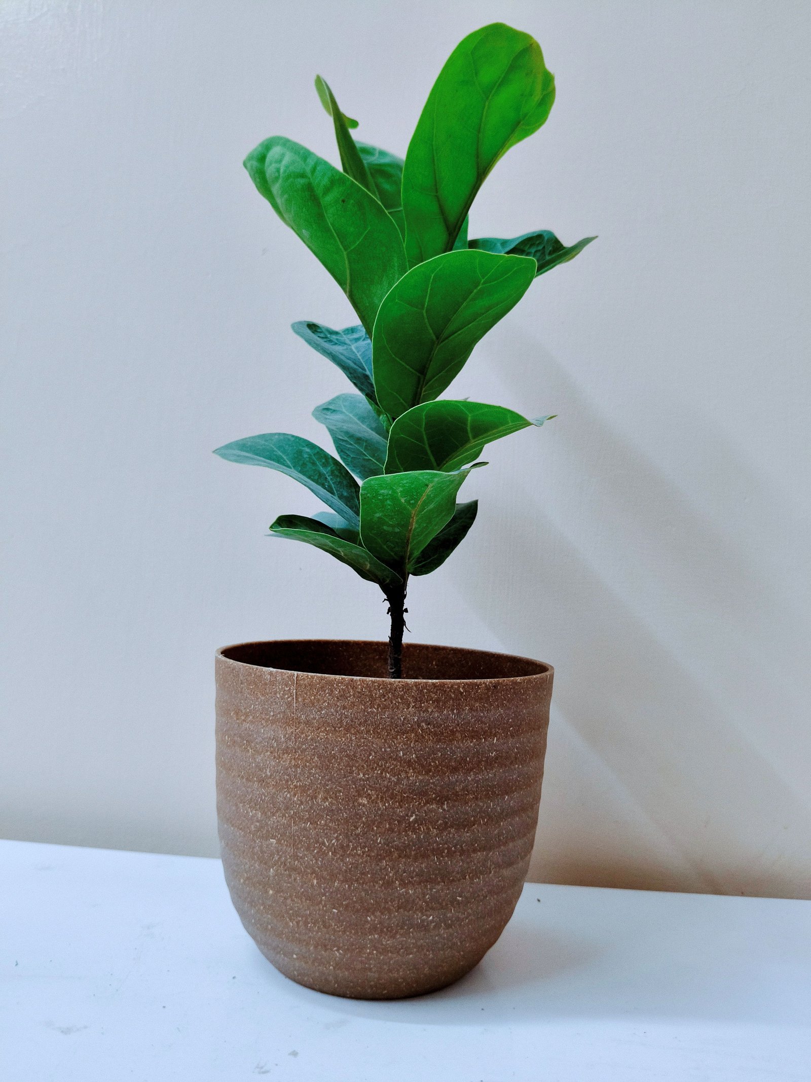 Ficus lyrata