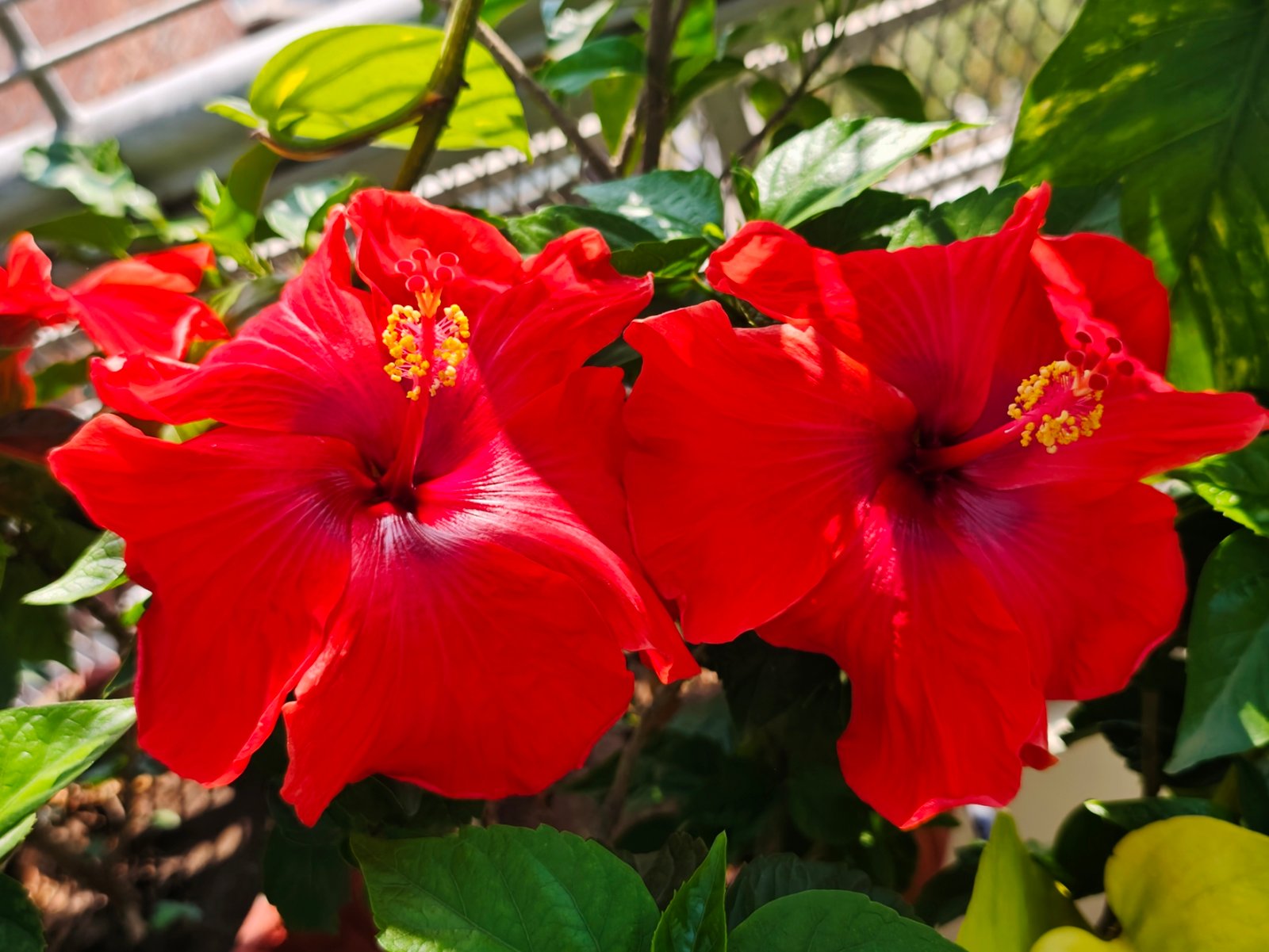 Gudhal red colour