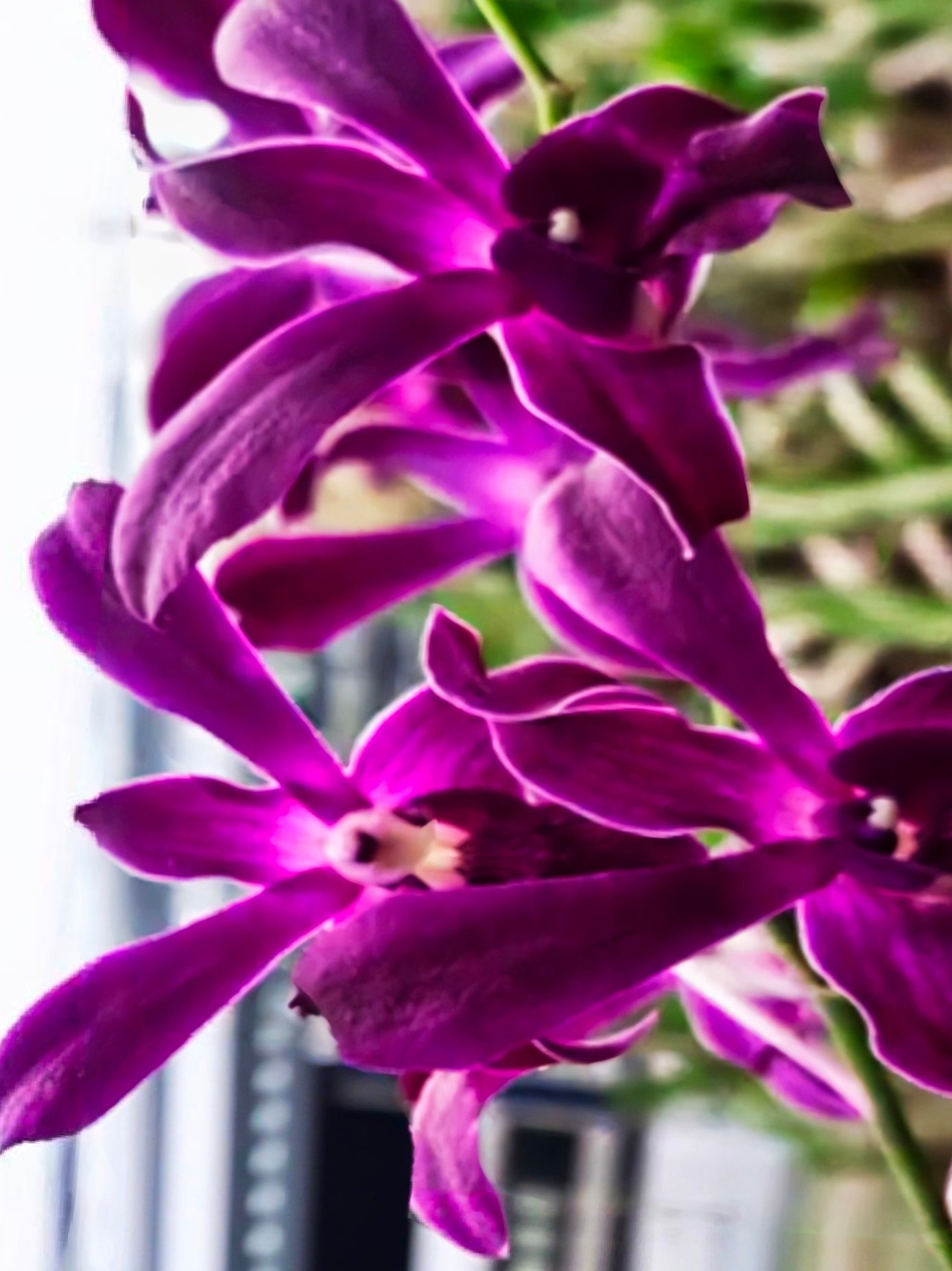 (Dendrobium) Ceasar Red Twisted 