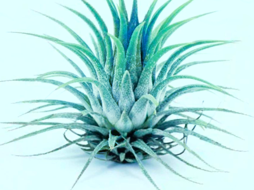 Tillandsia Lonantha  Air plant 