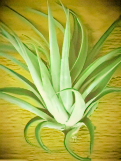 Tillandsia Lonantha  Air plant 