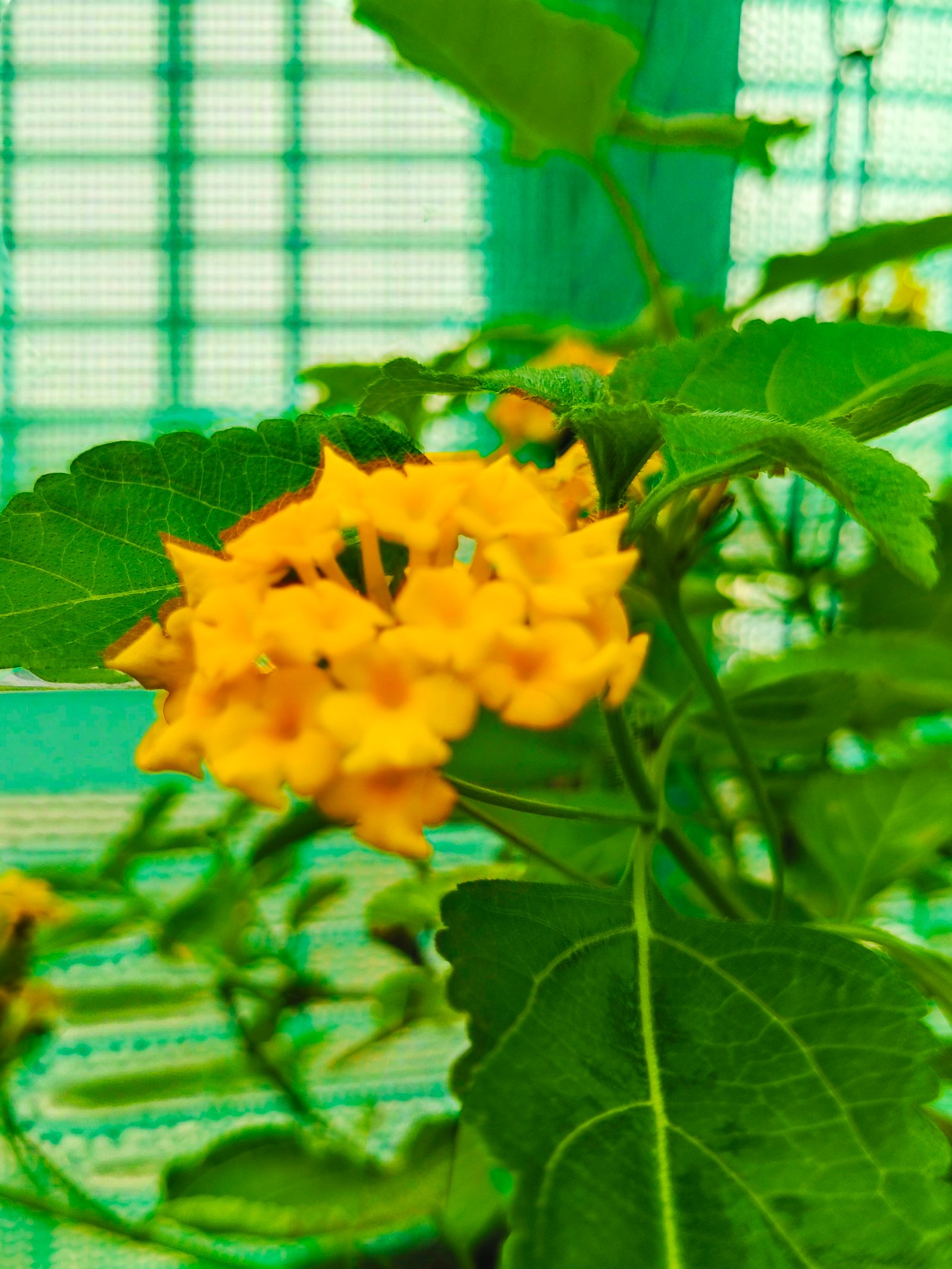 Lantana