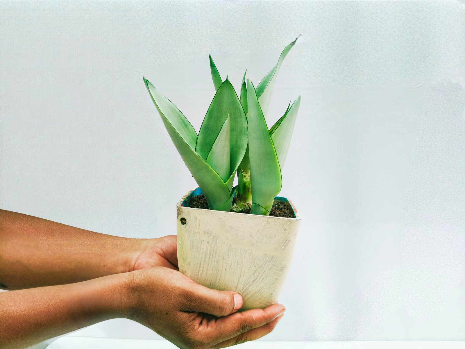 Snake Plant