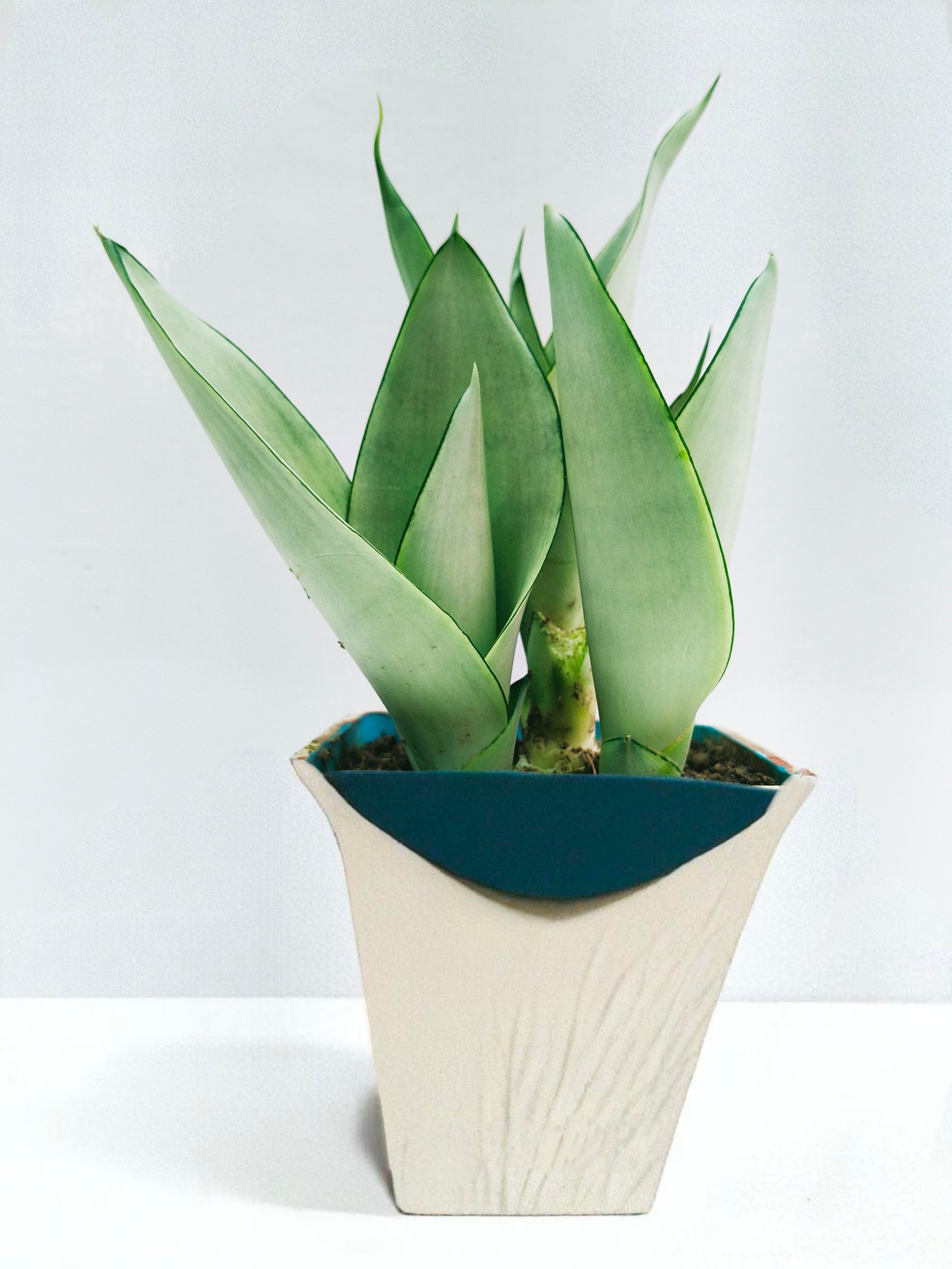 Snake Plant