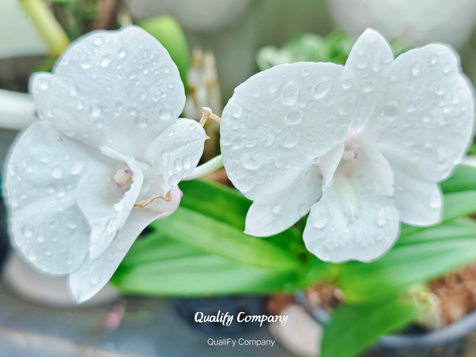 (Dendrobium) Airy Snow 
