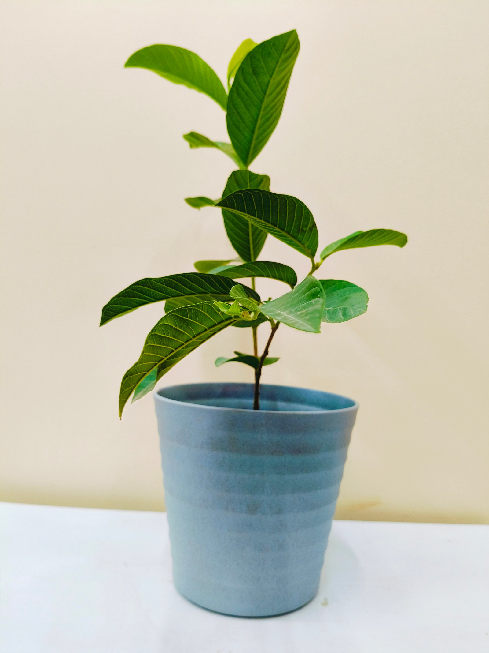Thai Pink Guava