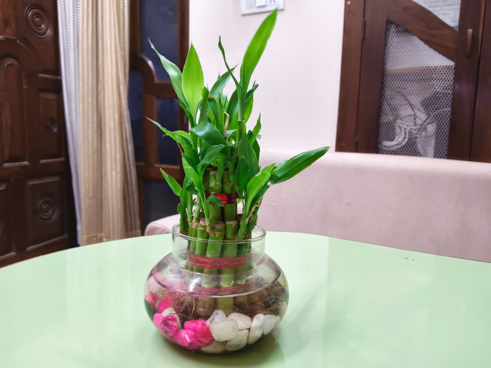 Lucky Bamboo