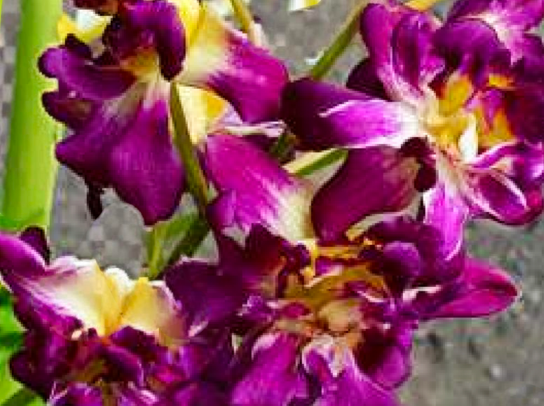 (Dendrobium) Betty Rose Red