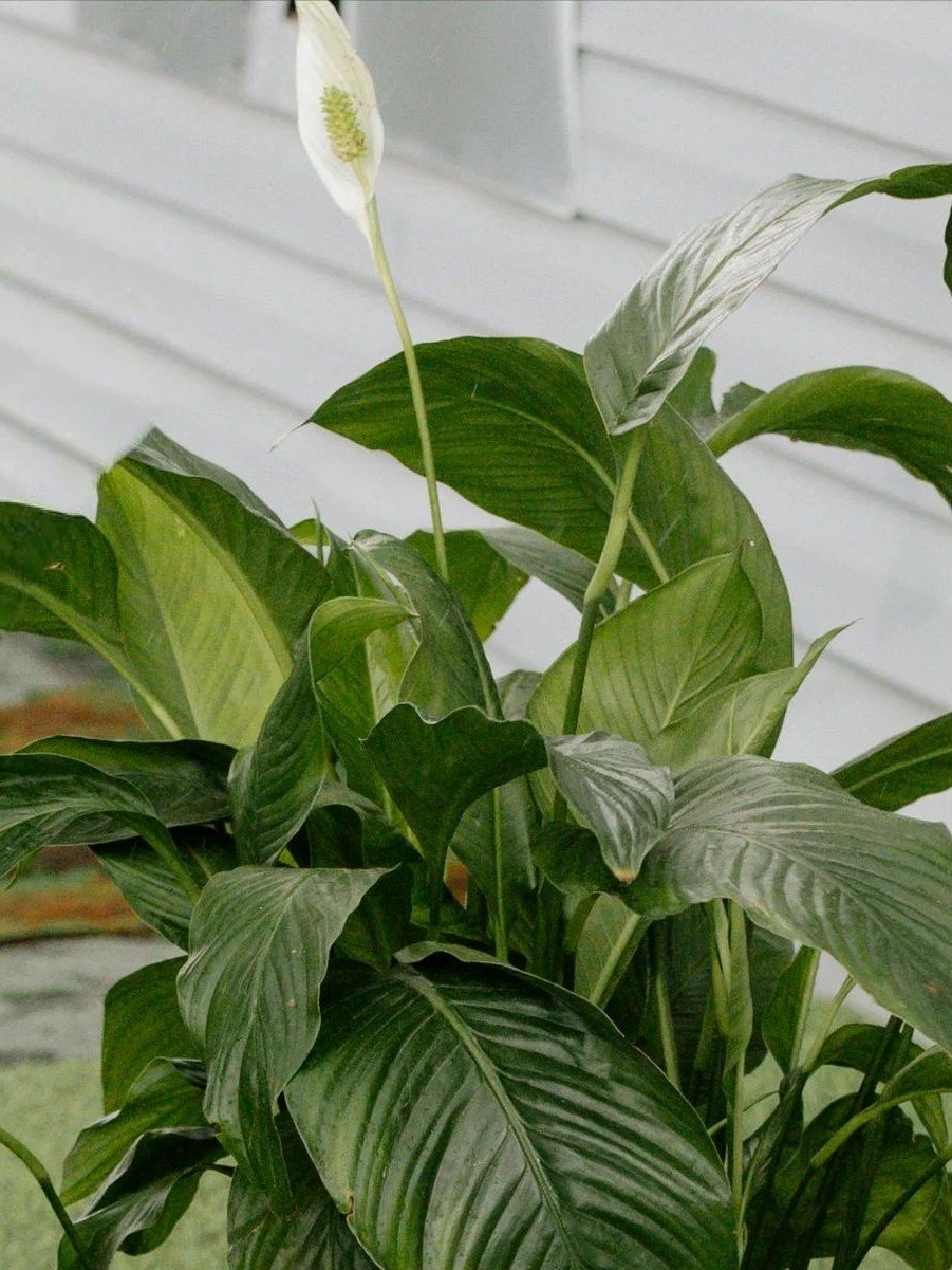 Peace Lily