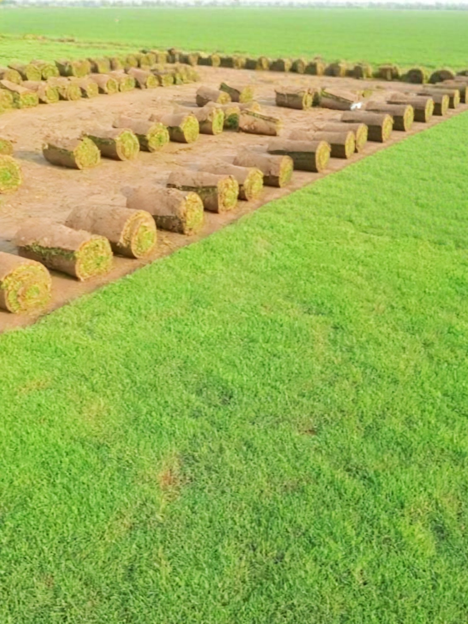 Lawn Grass 