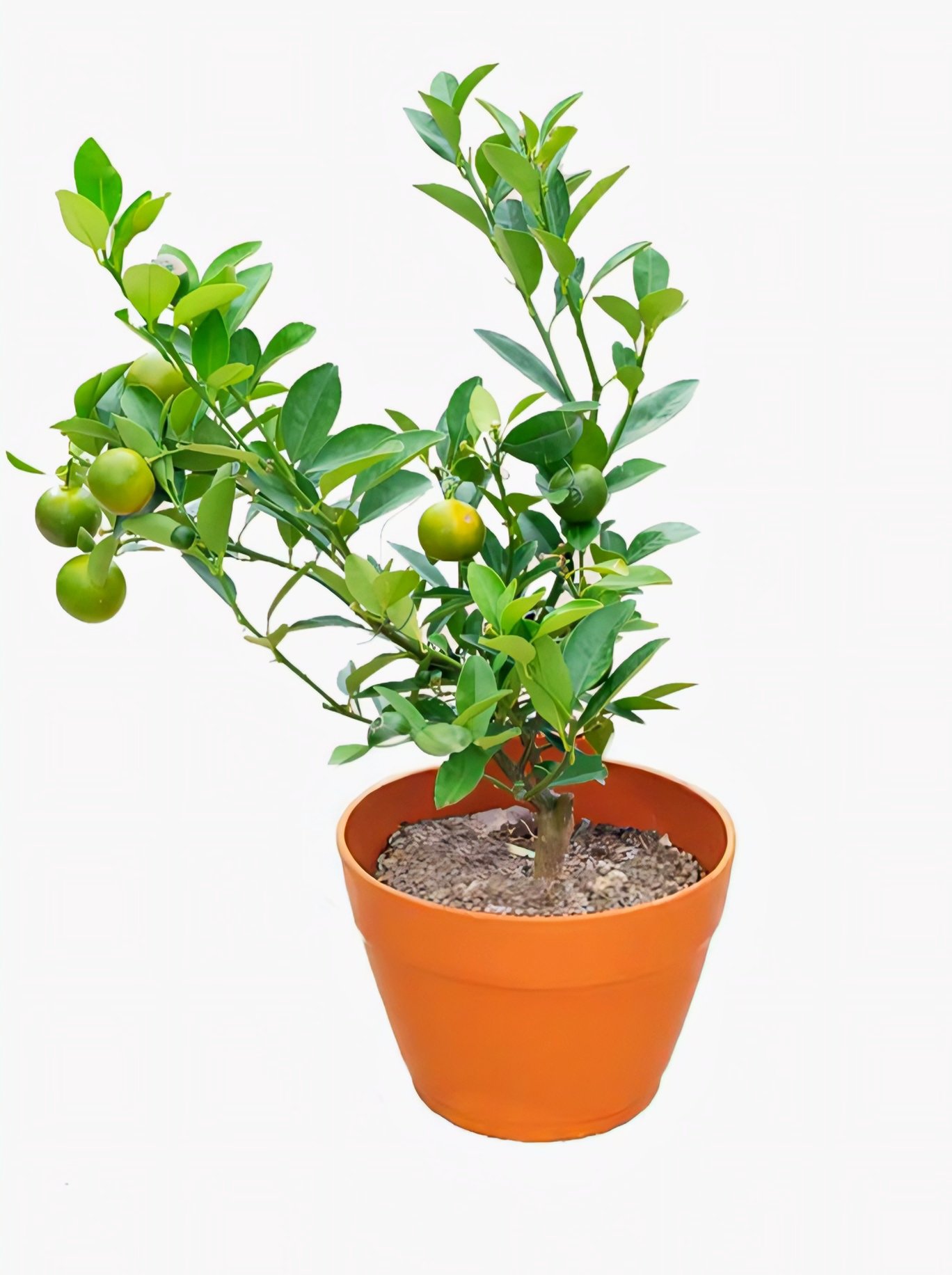 Lime (Citrus Aurantiifolia)