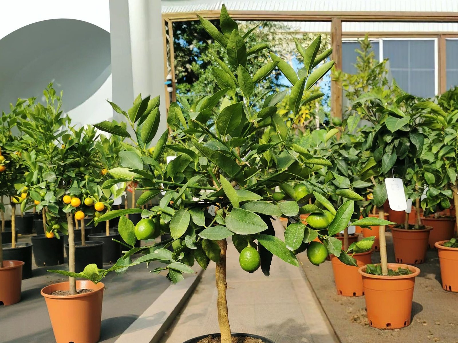 Lime (Citrus Aurantiifolia)