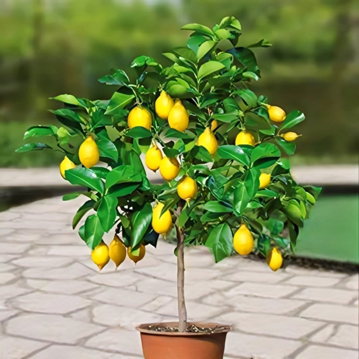 Lemon (Citrus Limon)