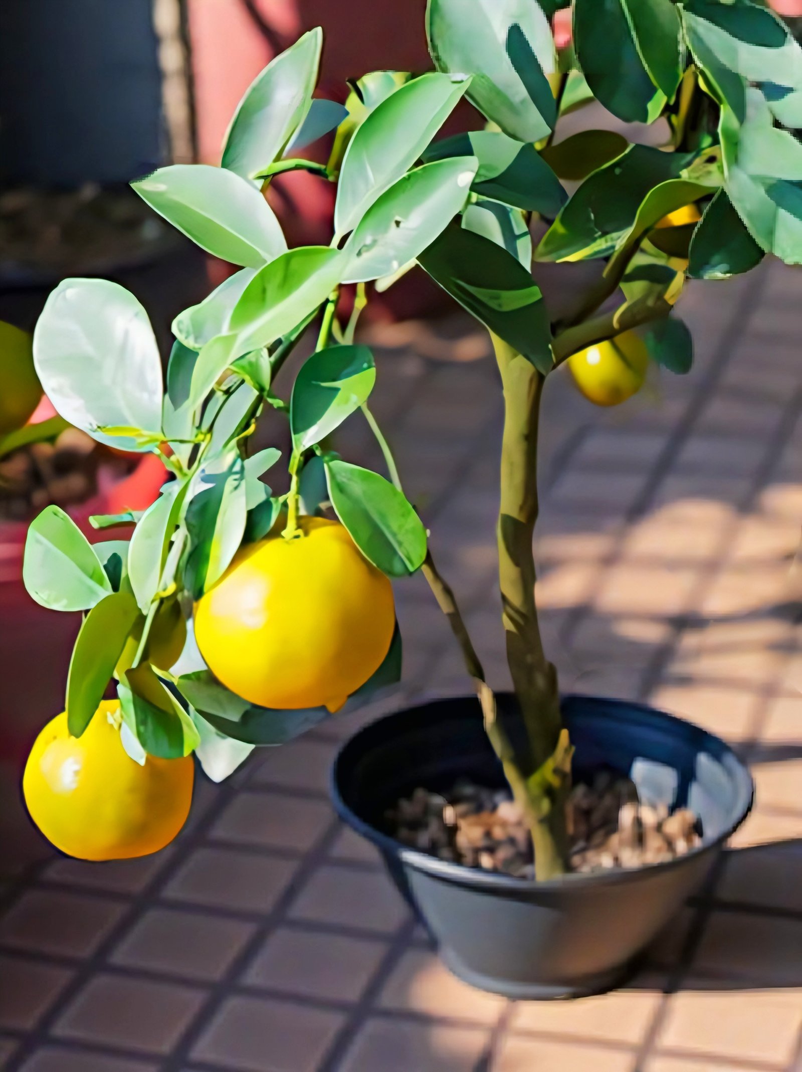 Orange (Citrus Sinensis)