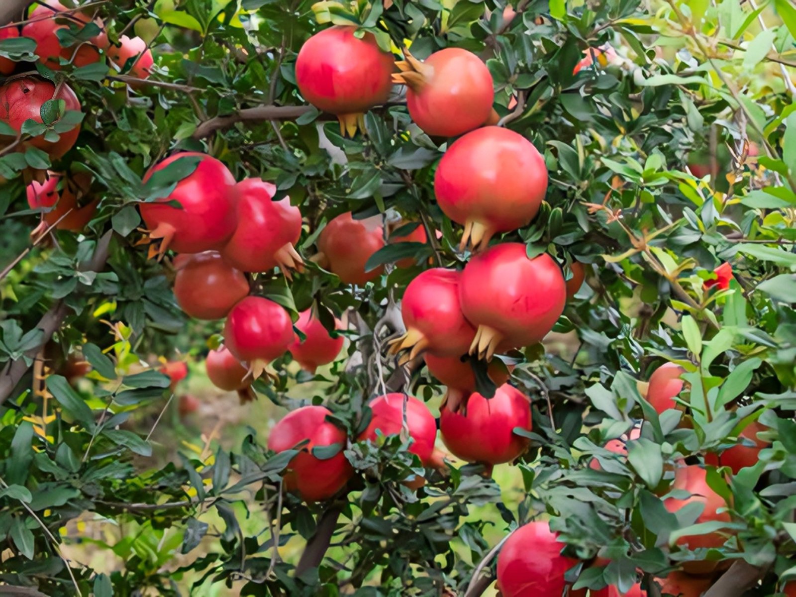 Pomegranate (Punica Granatum)
