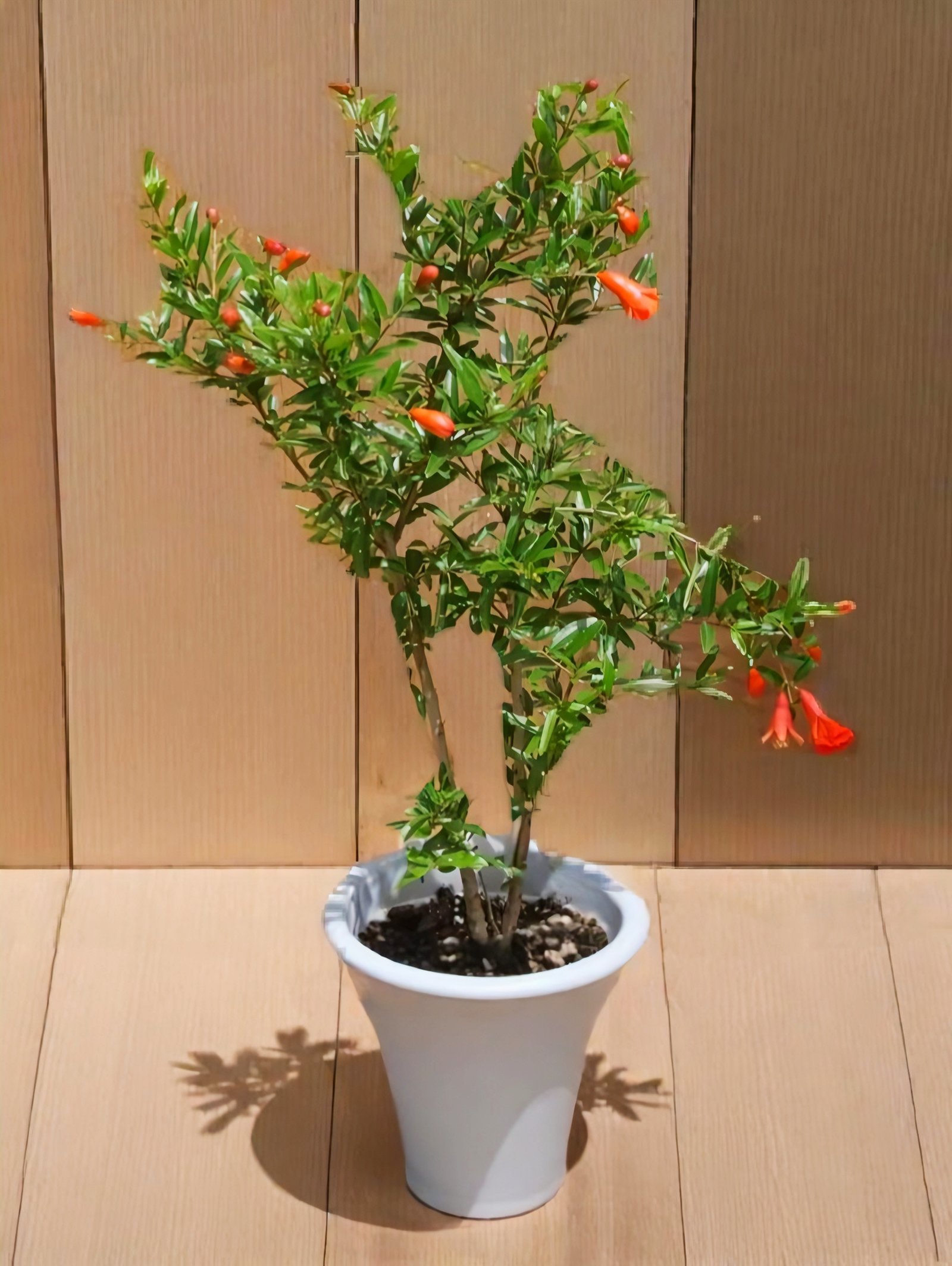 Pomegranate (Punica Granatum)
