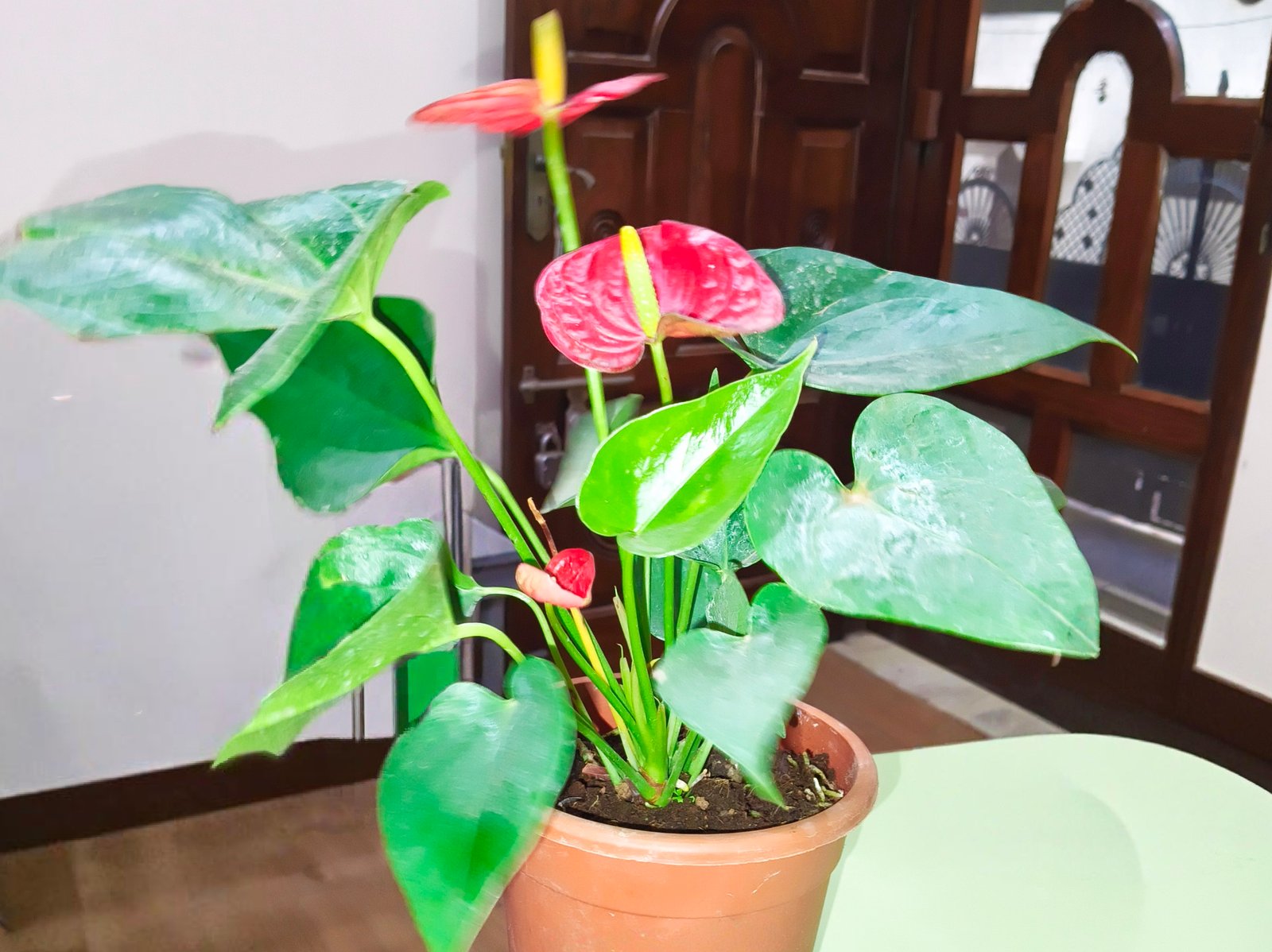  Anthurium