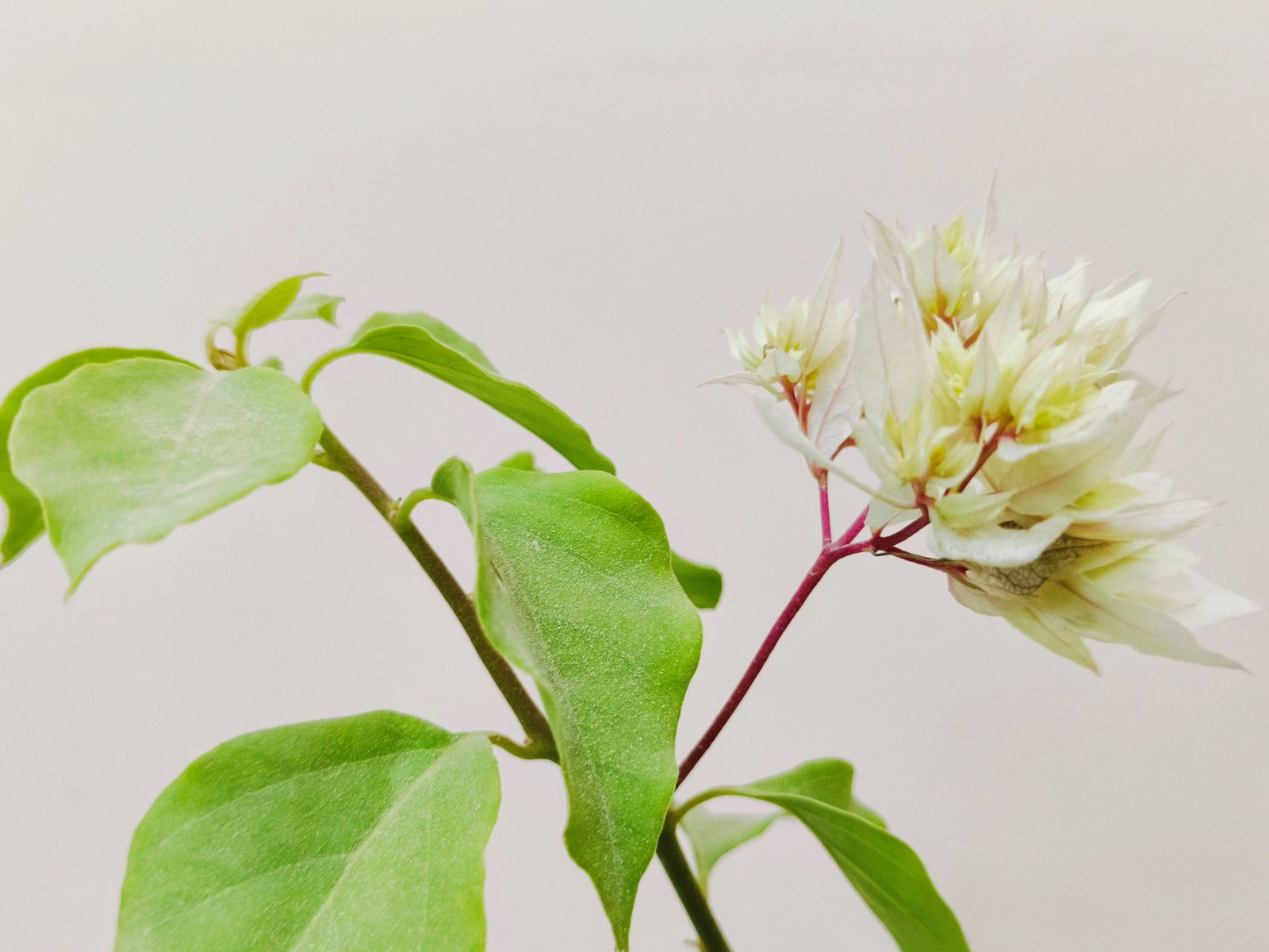 Bougainvillea white