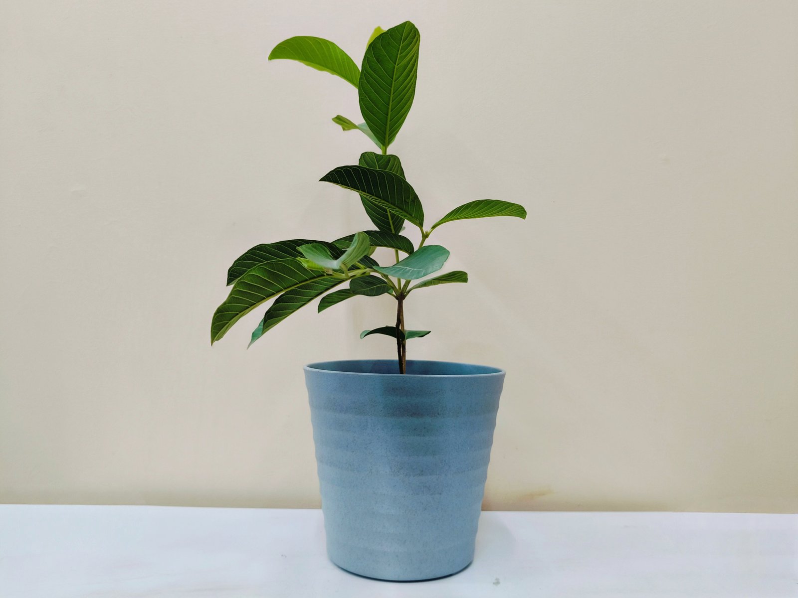 Guava (Psidium Guajava)
