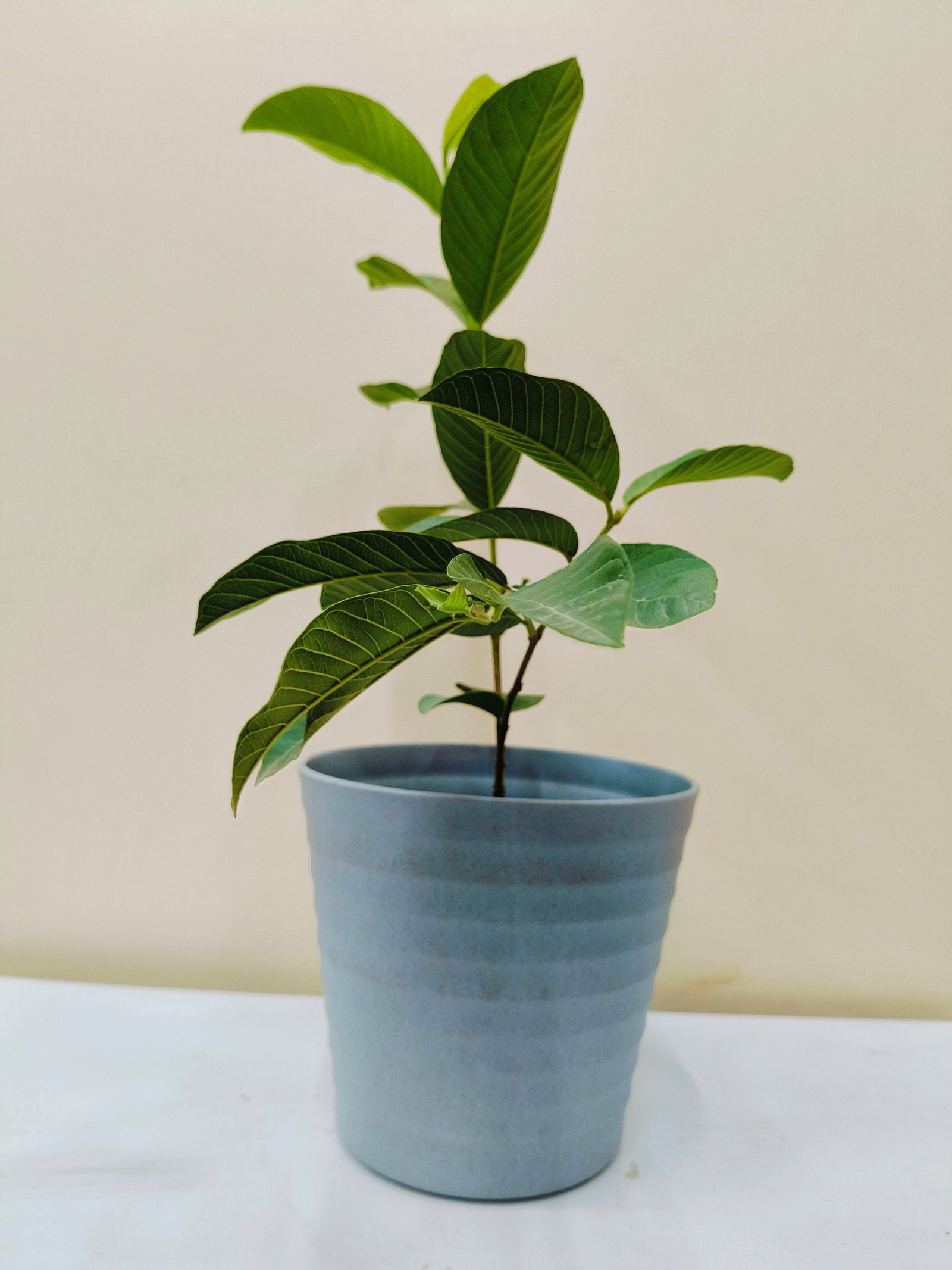 Guava (Psidium Guajava)
