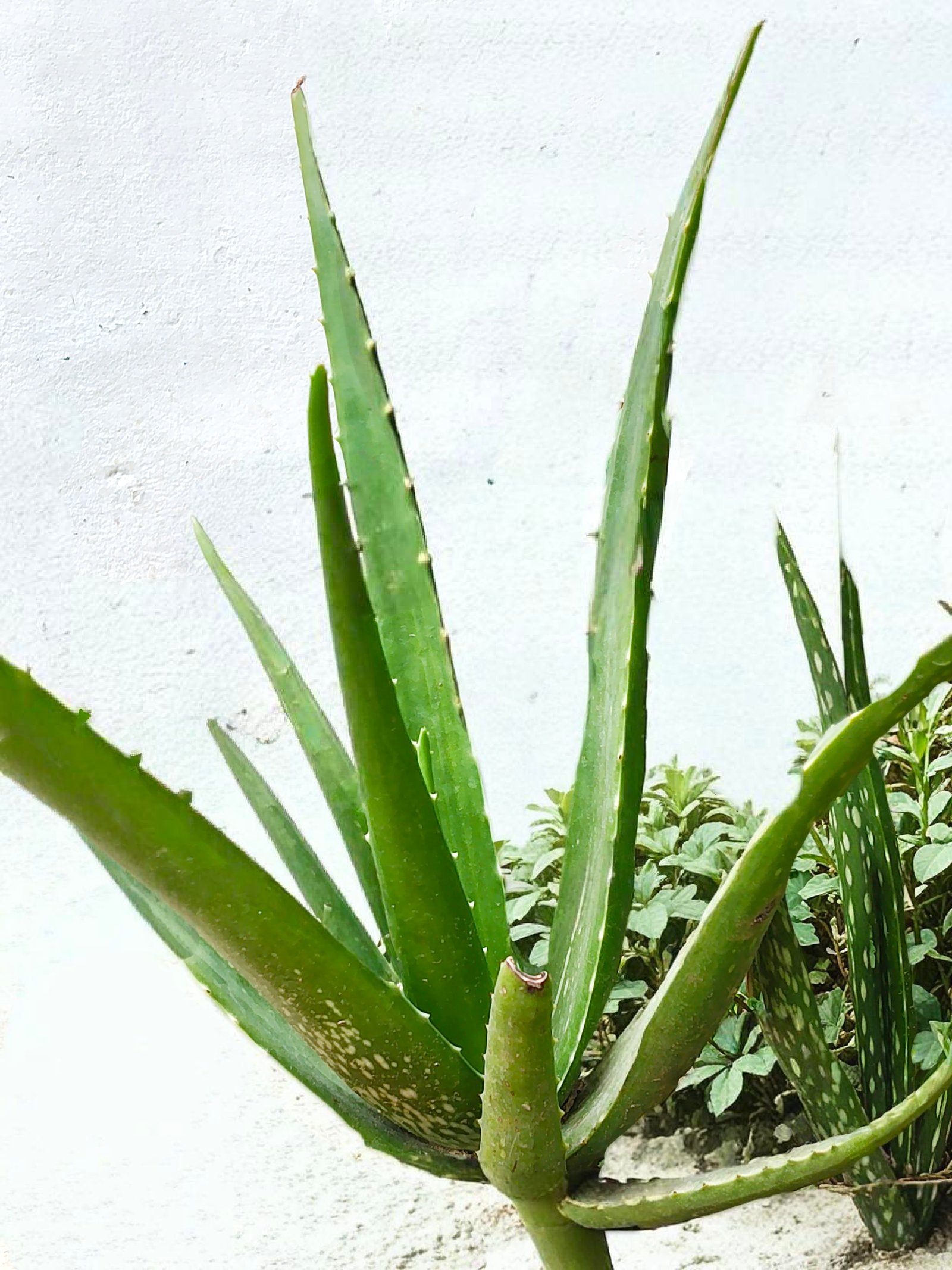 Aloe Vera