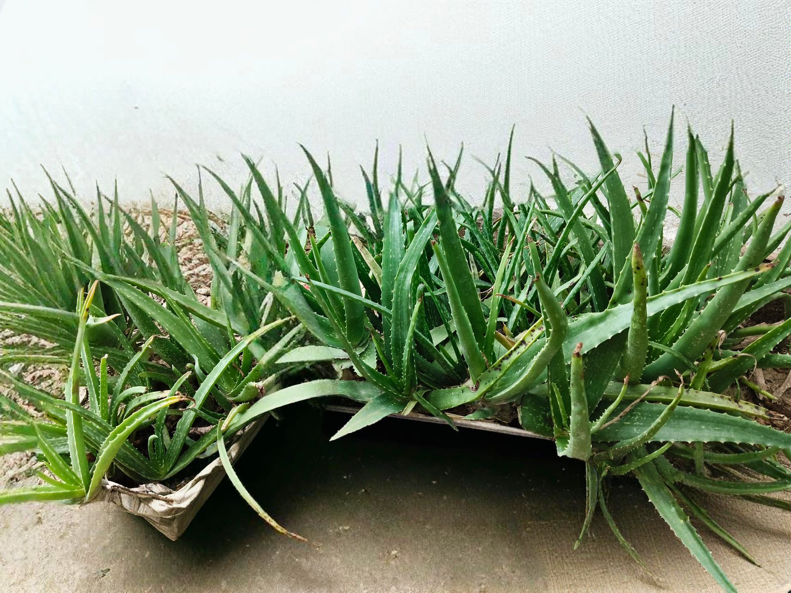 Aloe Vera
