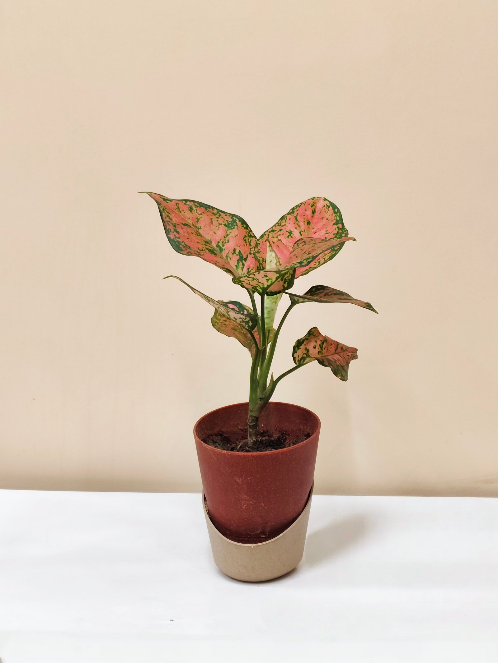 Aglaonema pink