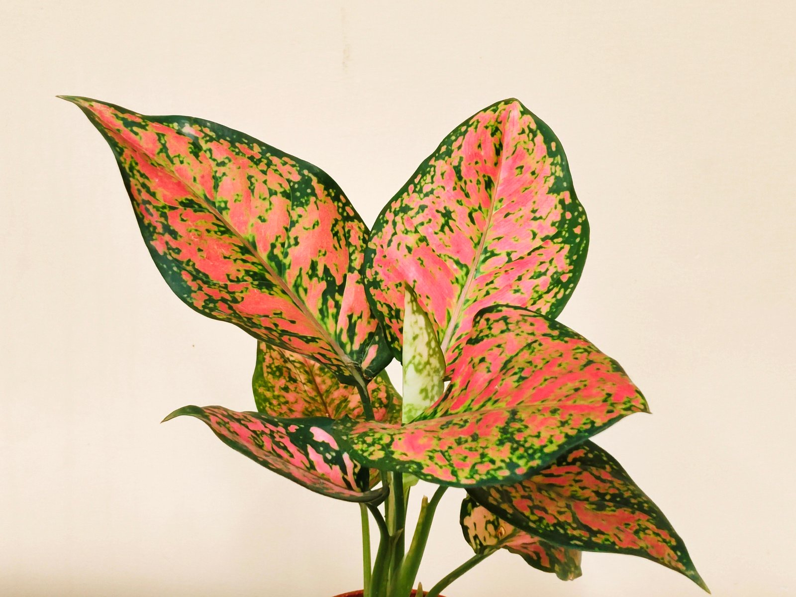 Aglaonema pink