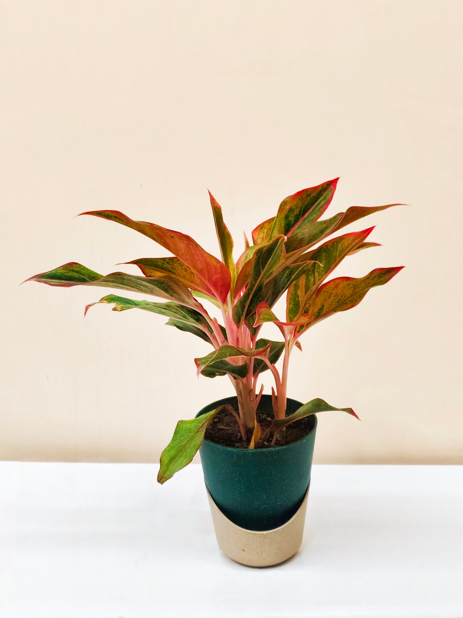 Aglaonema Red