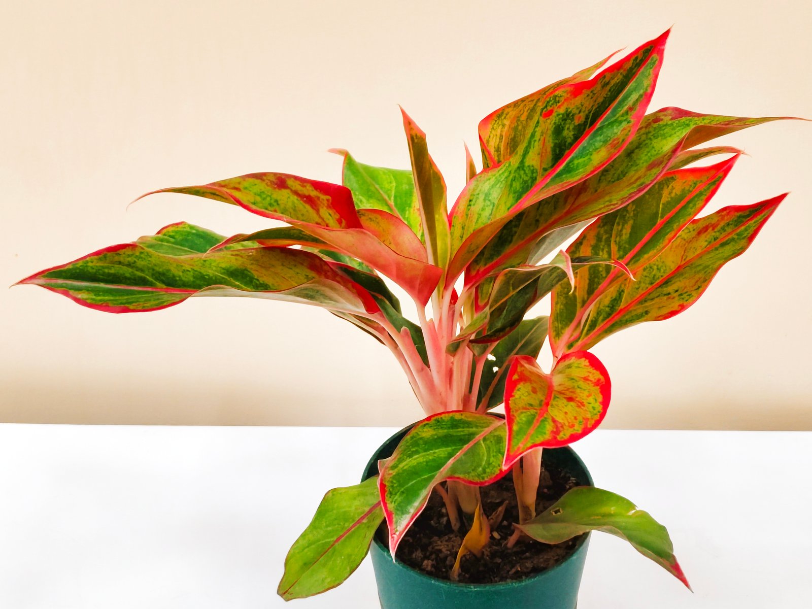 Aglaonema Red