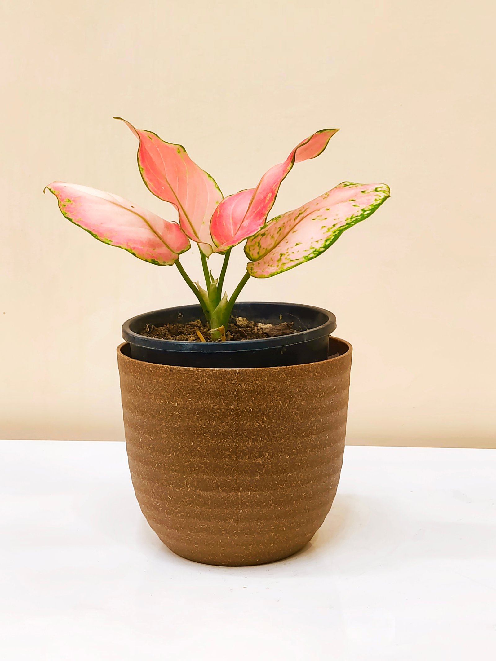 Aglaonema variegated Lipstick  