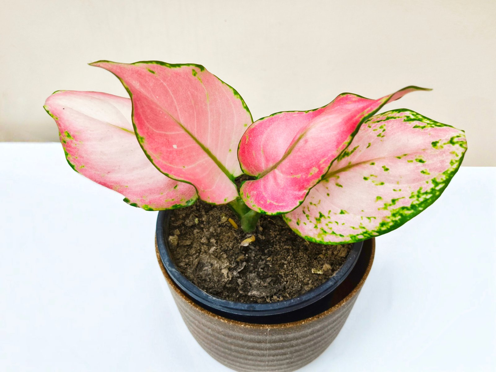 Aglaonema variegated Lipstick  
