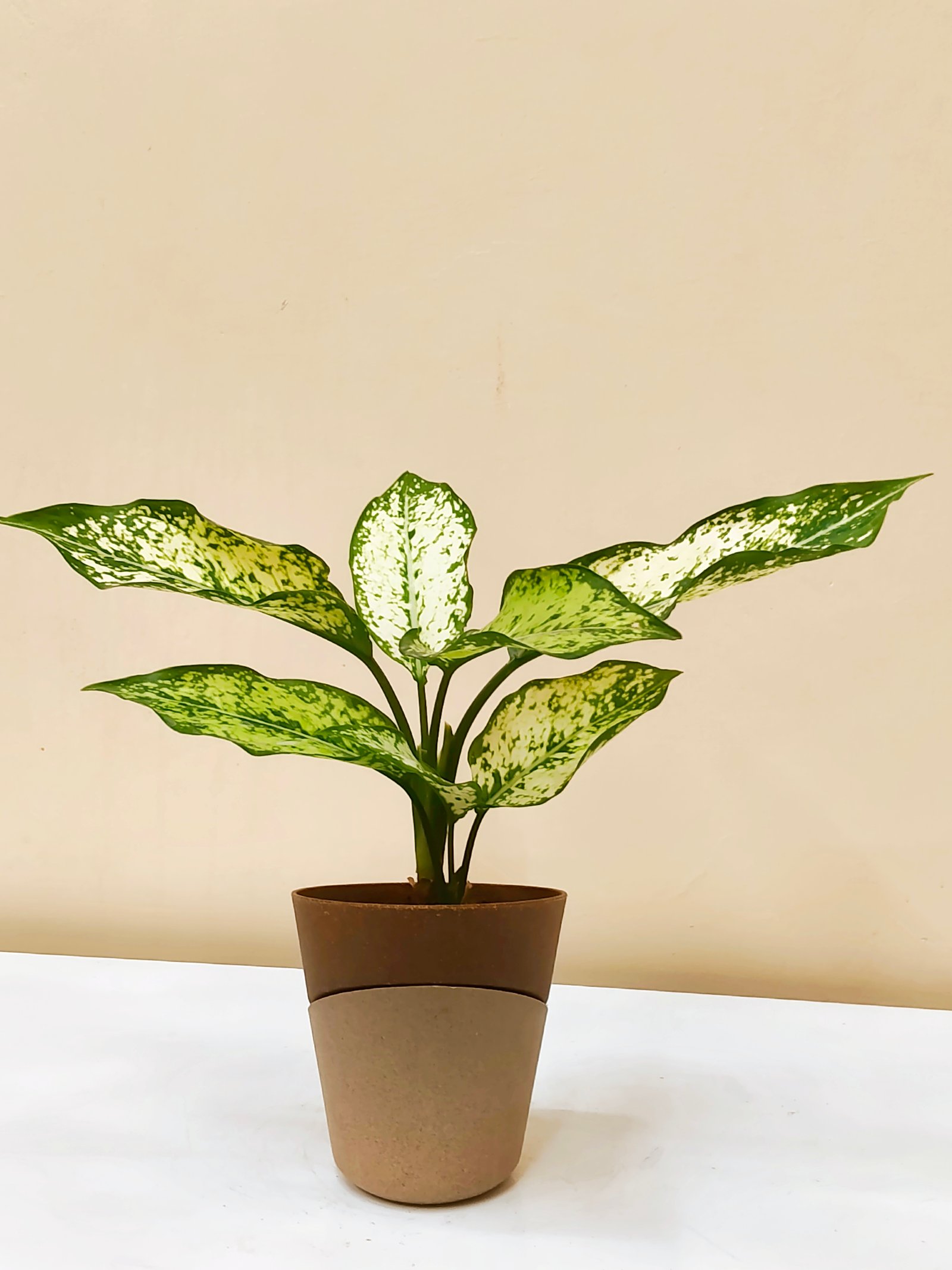 Aglaonema Chinese evergreen
