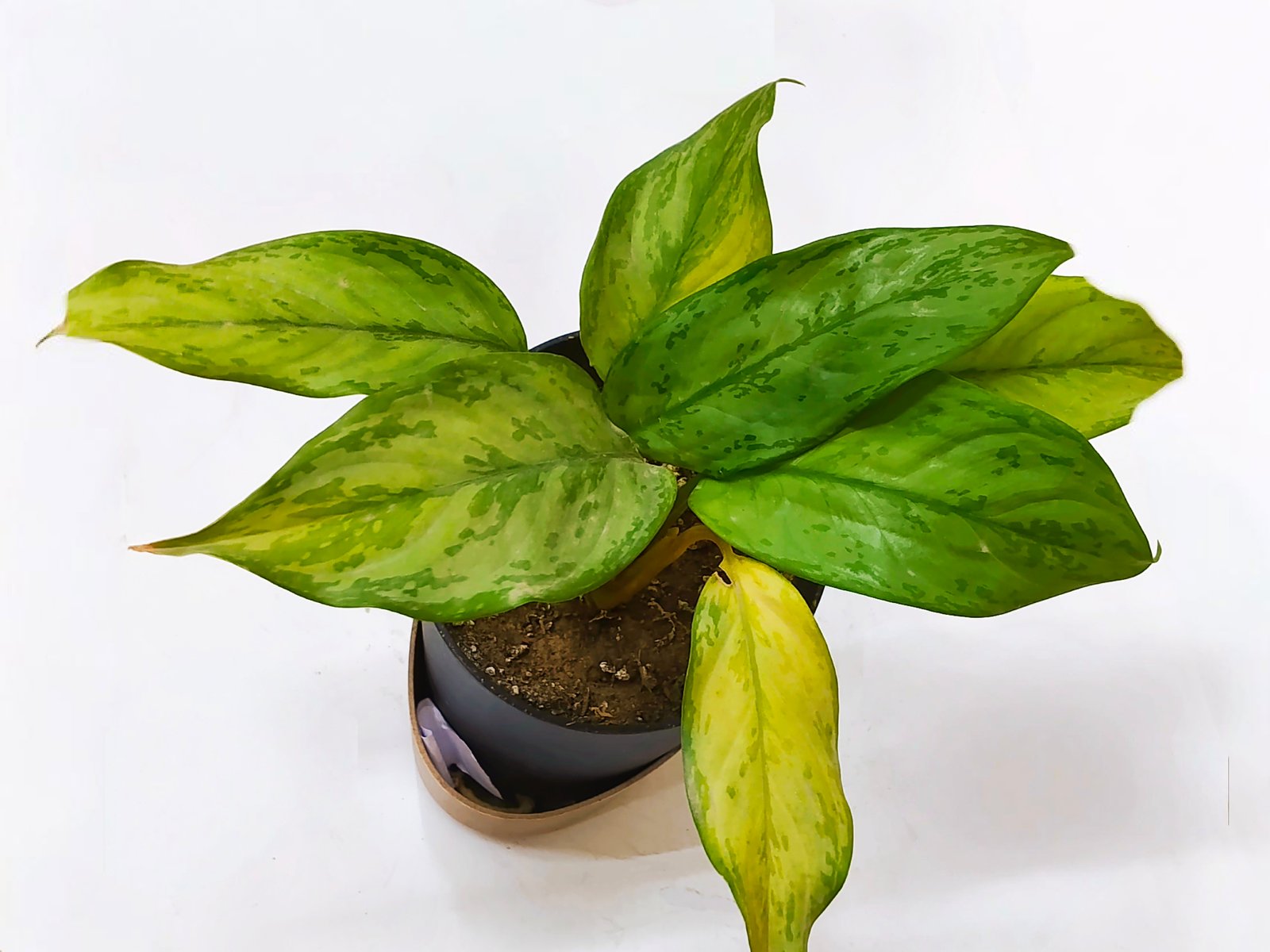 Aglaonema Normal 