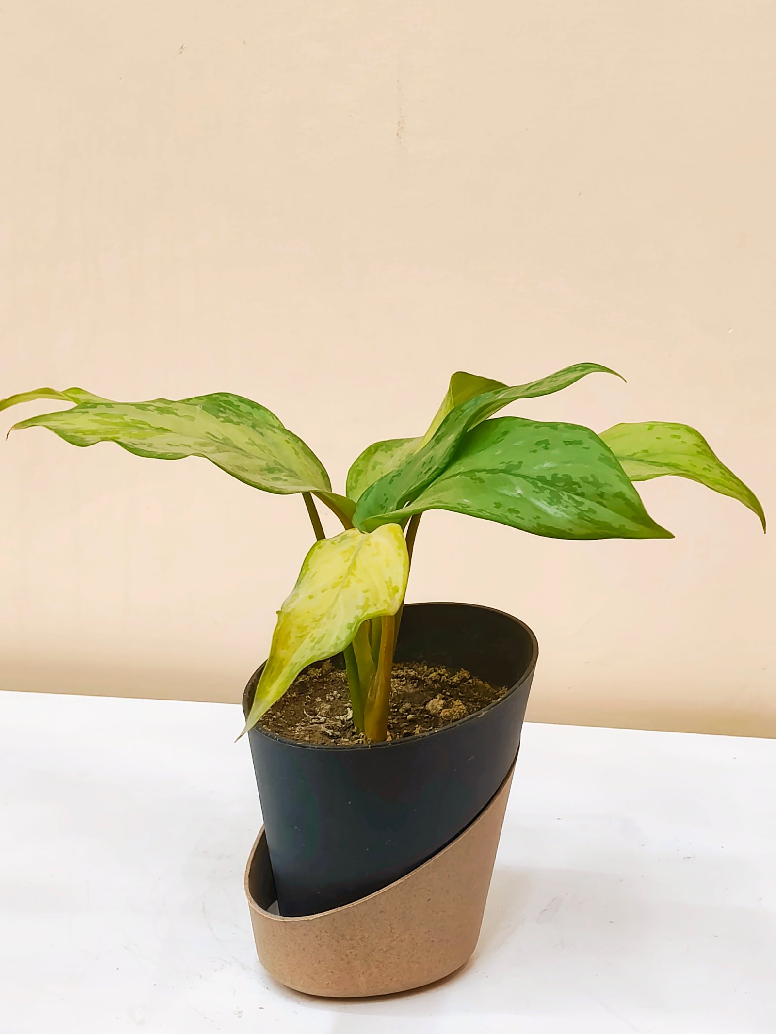 Aglaonema Normal 