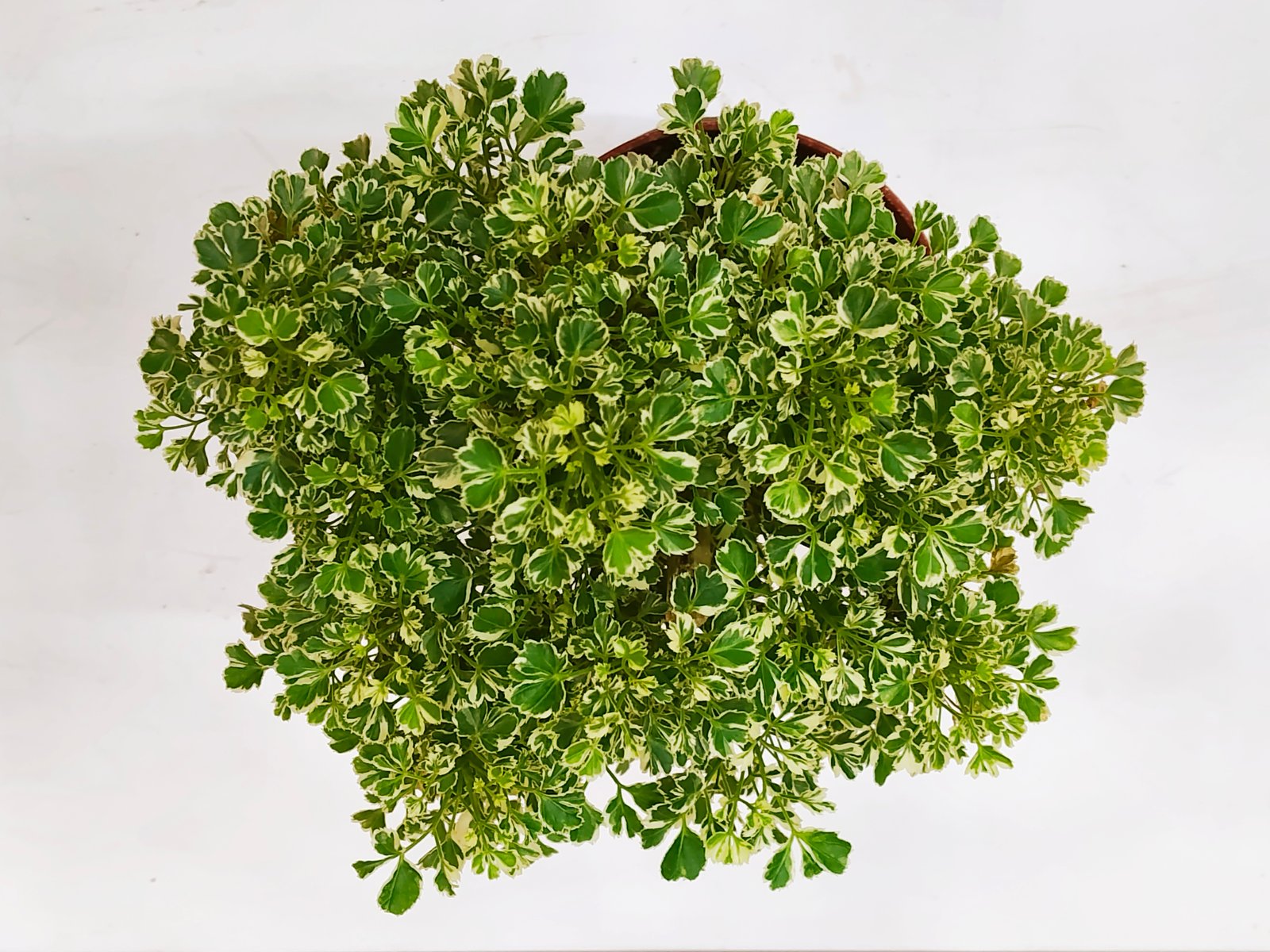 Variegated Aurelia