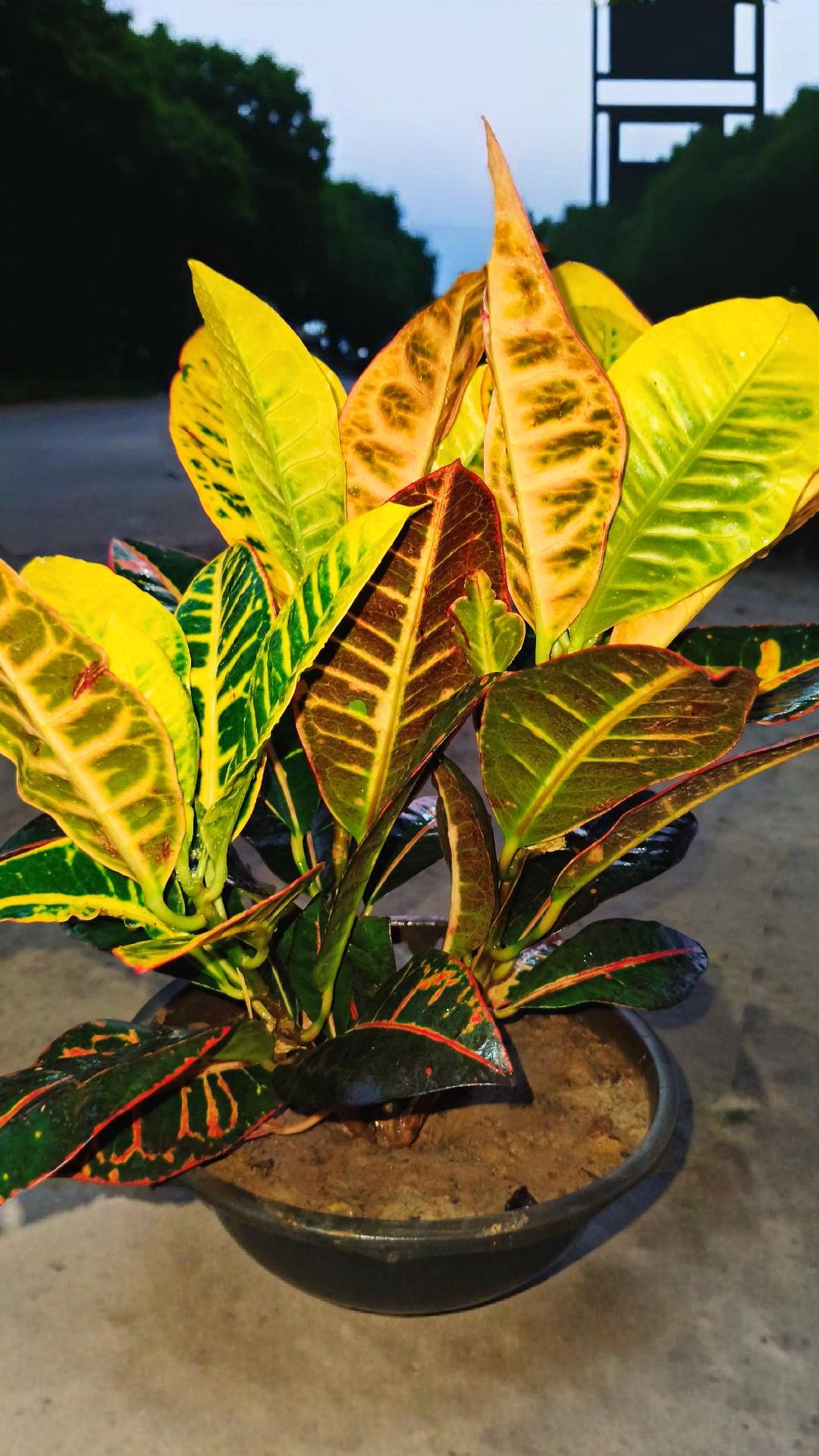 croton petra
