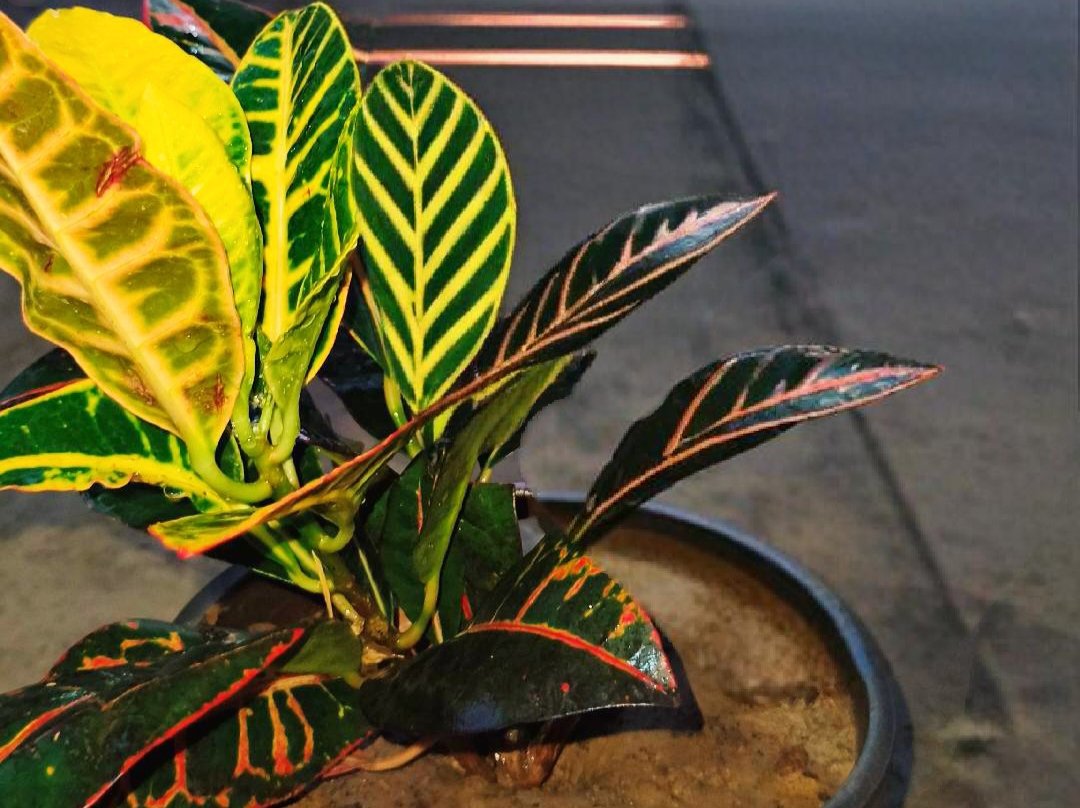 croton petra
