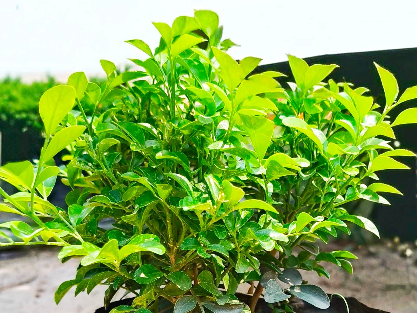 Mini Kamini