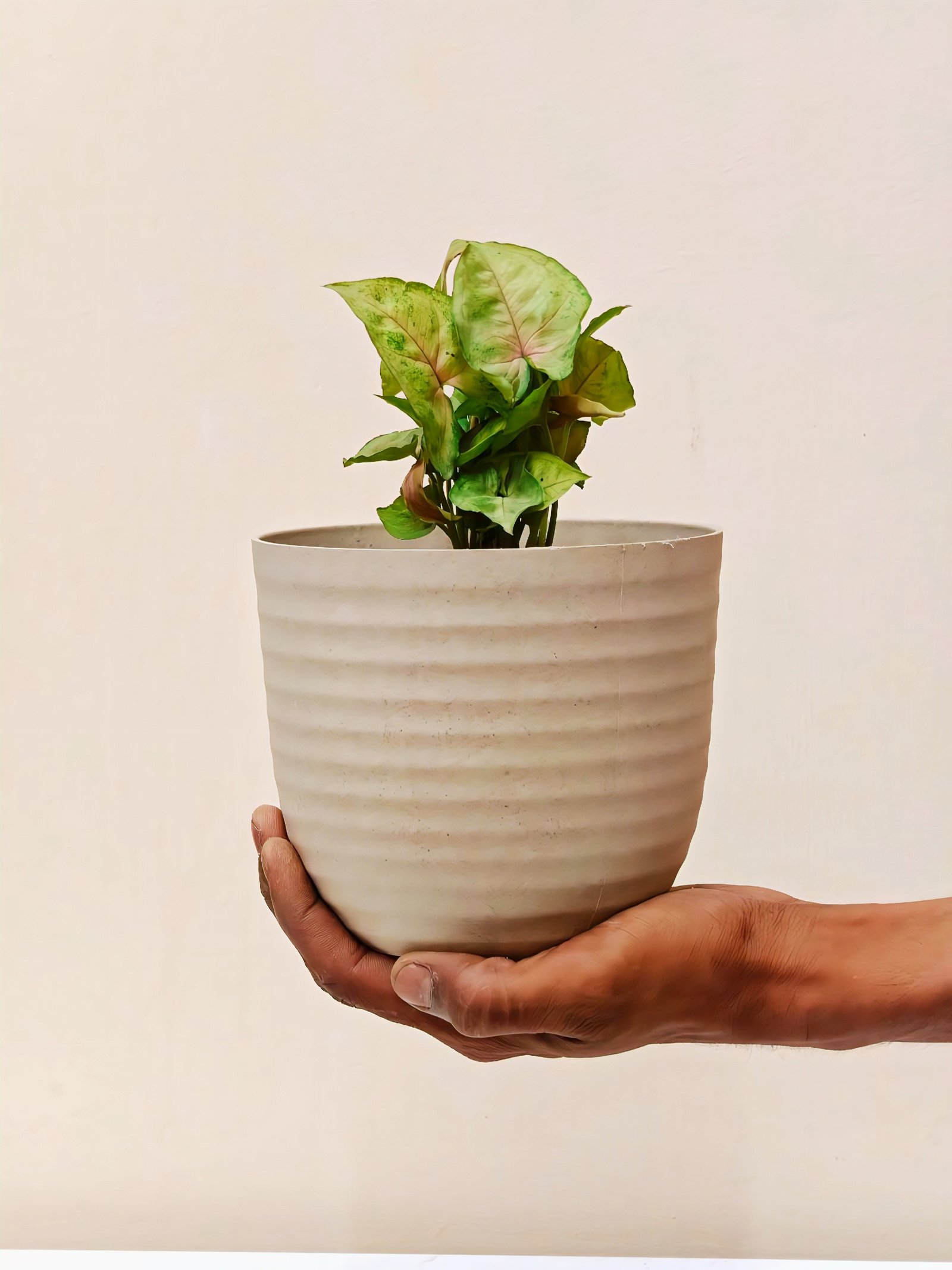 Arrowhead Plant