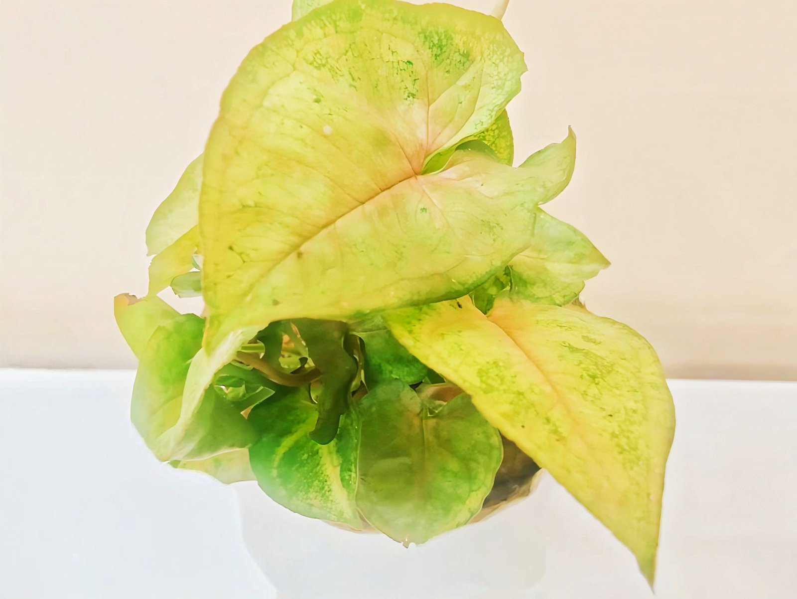 Arrowhead Plant