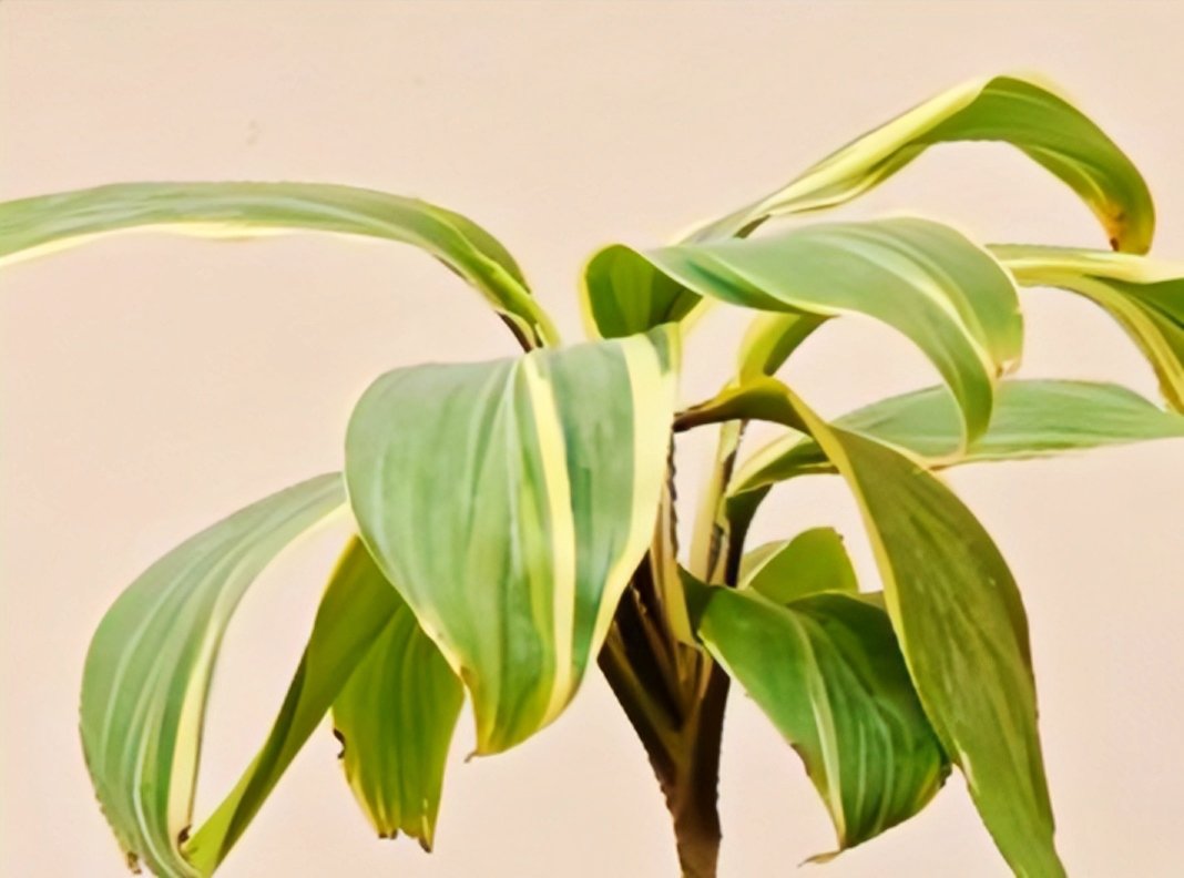 Dracaena reflexa