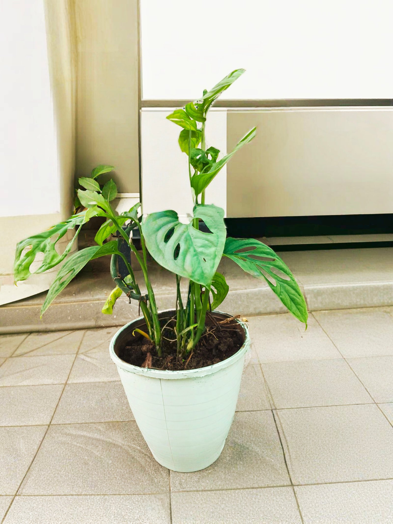 Monstera