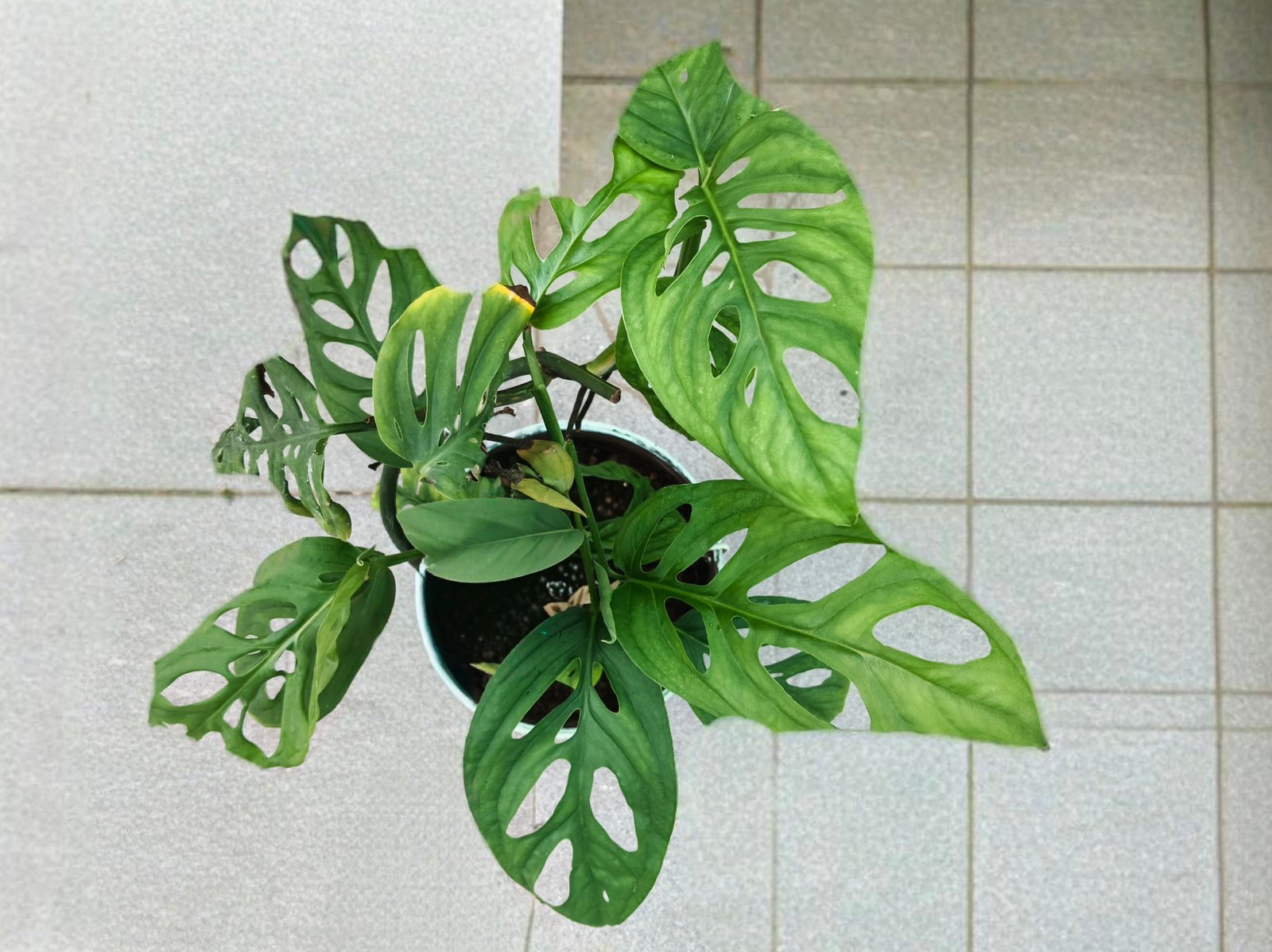Monstera