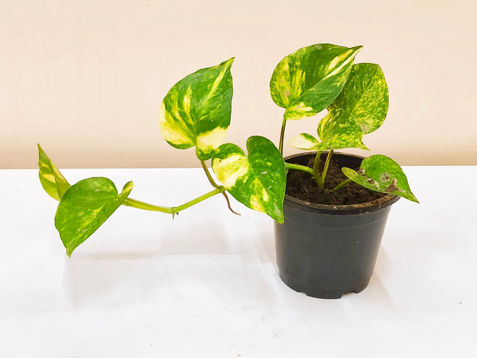 Money Plant