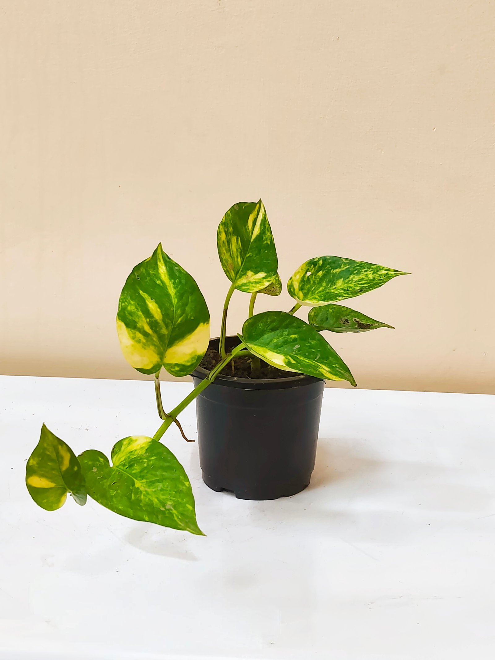 Money Plant