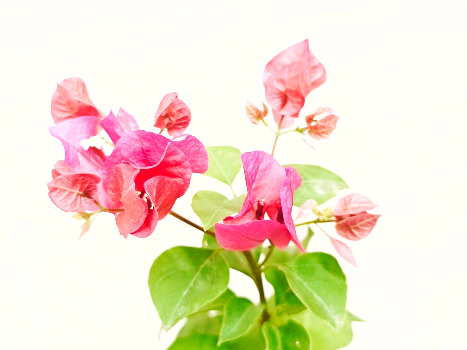  Bougainvillea