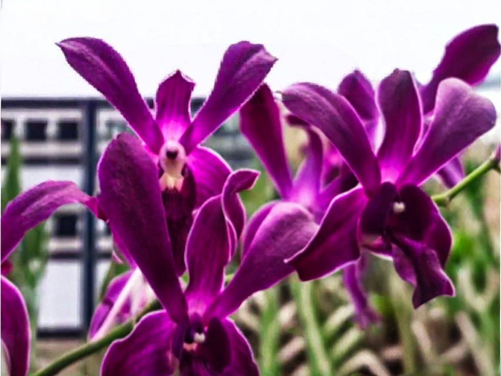 (Dendrobium) Ceasar Red Twisted 