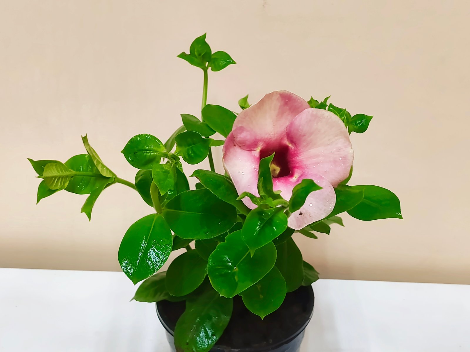 Allamanda