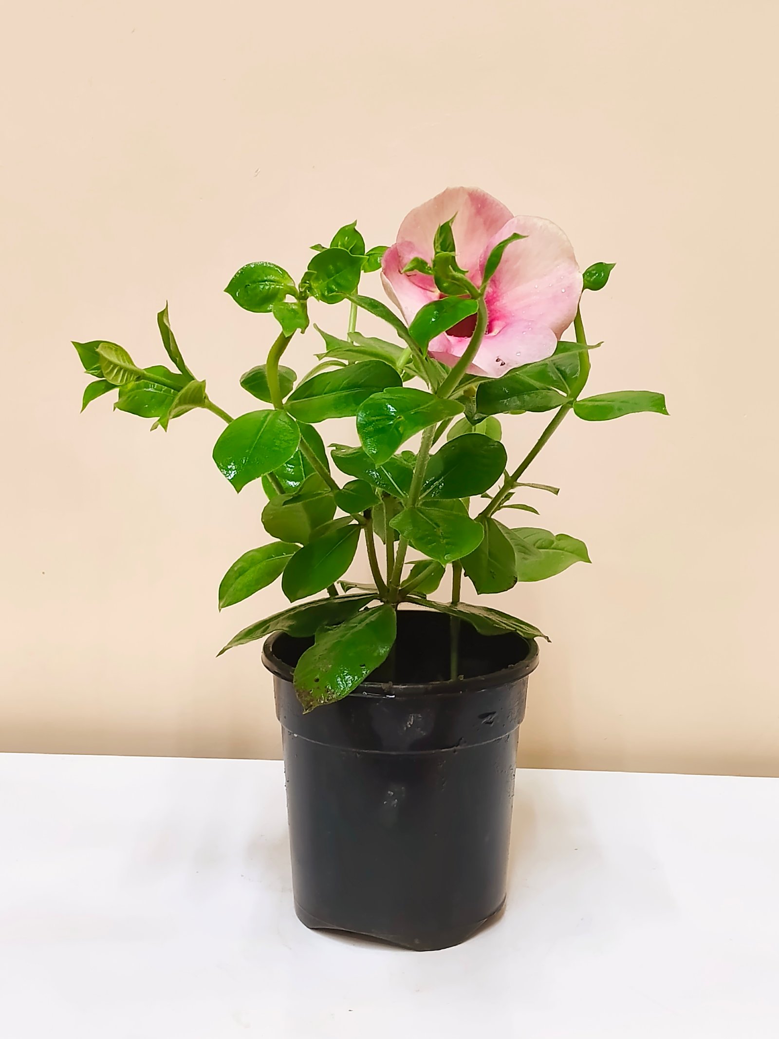 Allamanda